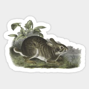 RABBIT Illustration Sticker